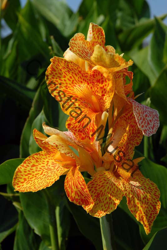 canna 011