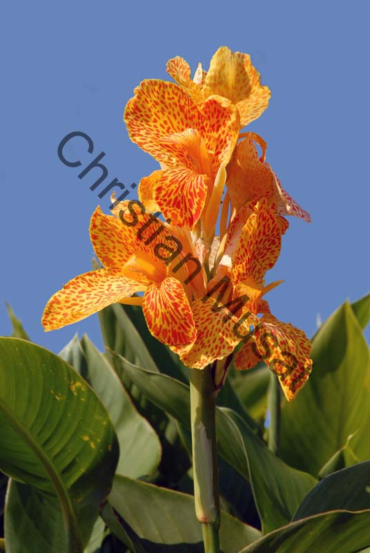 canna 012