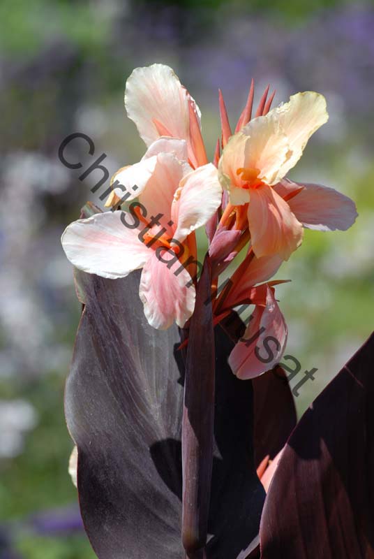 canna 013