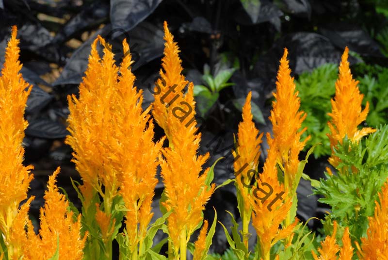 celosia 001