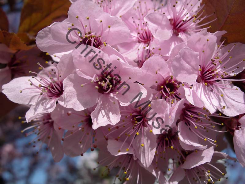 cerisier decoratif 005