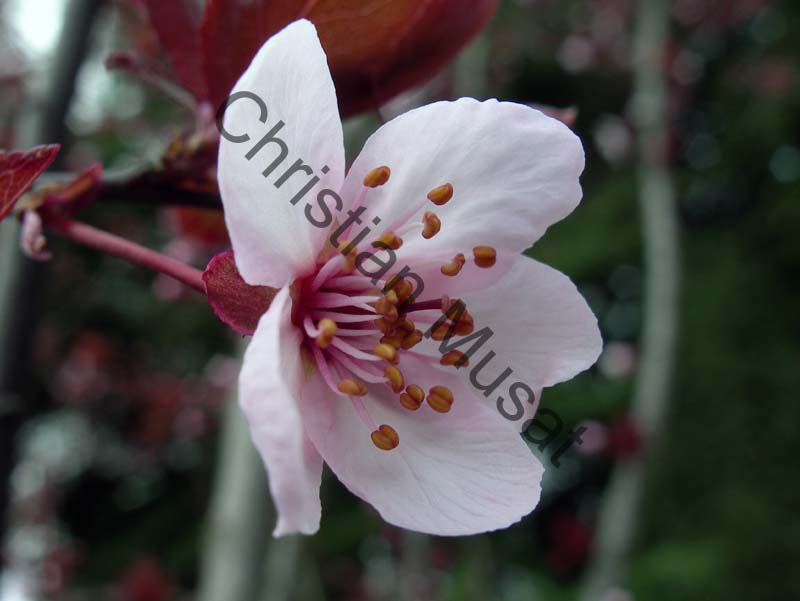 cerisier decoratif 012