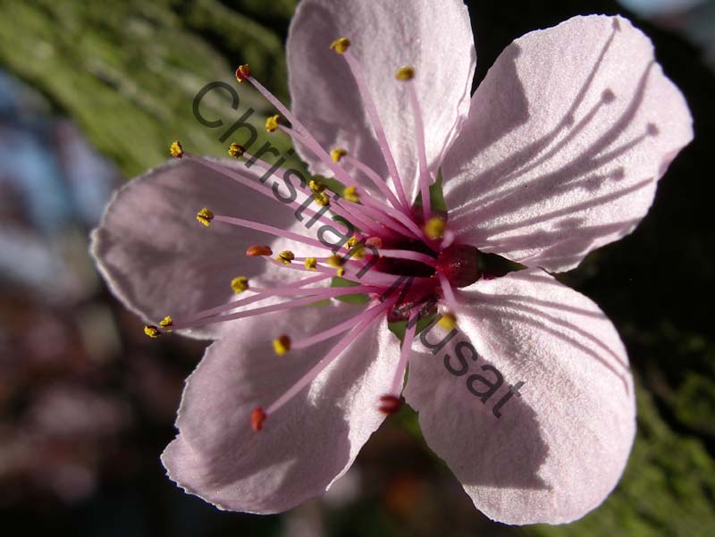 cerisier decoratif 015