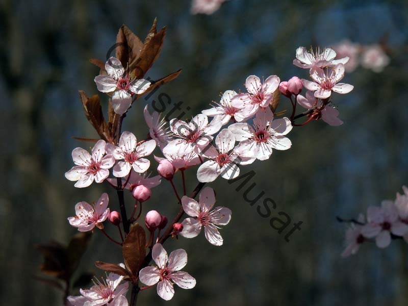 cerisier decoratif 017