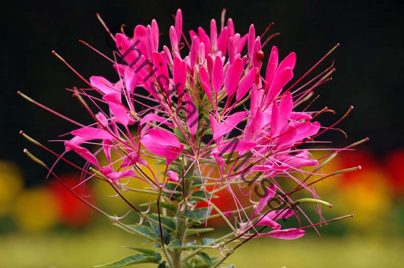 cleome 001