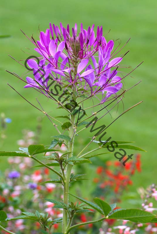 cleome 003