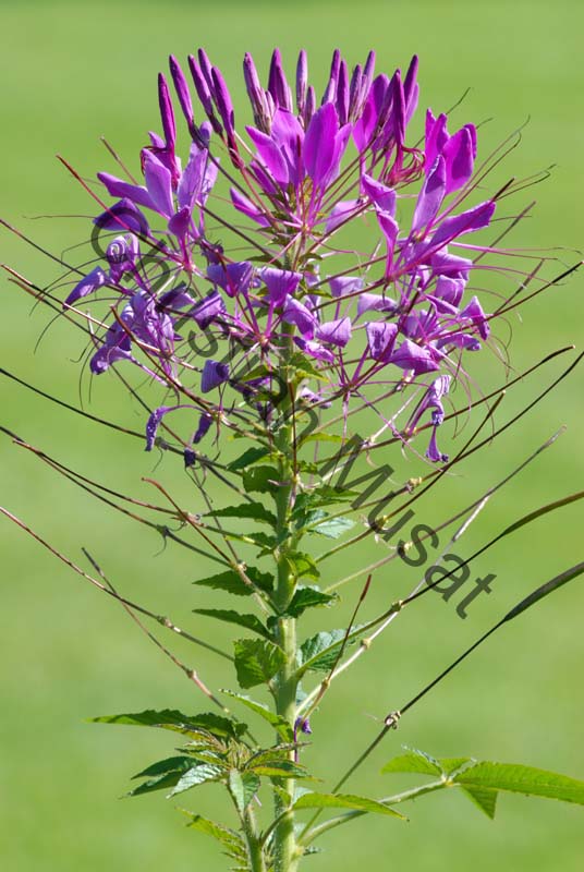 cleome 004