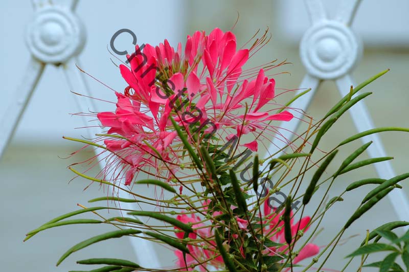 cleome 006