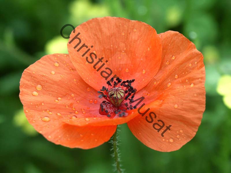 coquelicot 001