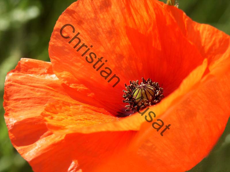 coquelicot 011