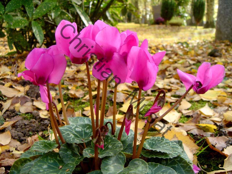 cyclamen 003
