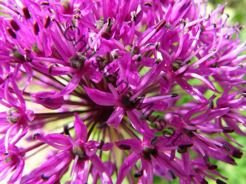 fleur 008