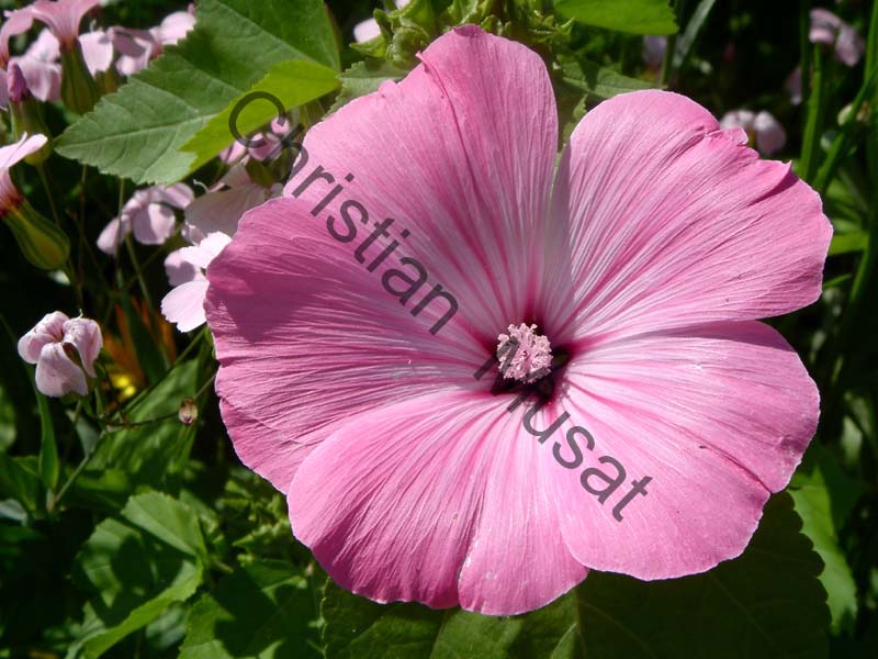 fleur 016