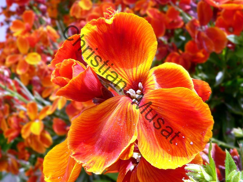 fleur 032