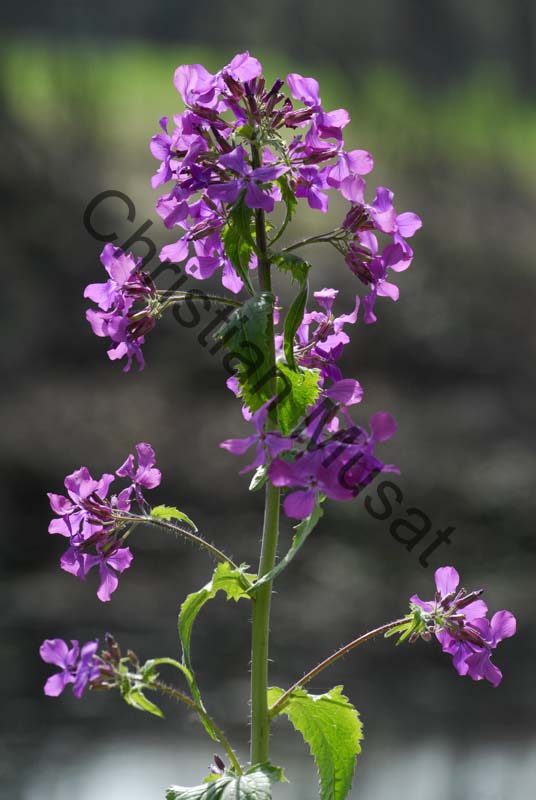 fleur magenta 002