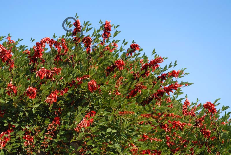 fleur rouge 003