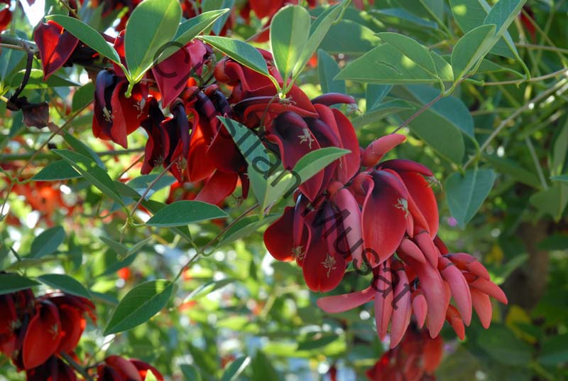 fleur rouge 004