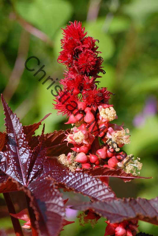 fleur rouge 005