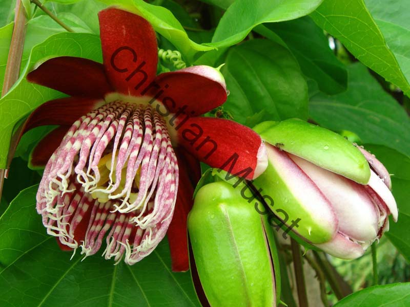 fleur rouge 006