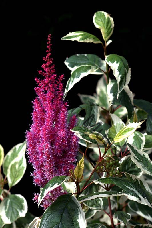 fleur rouge 007