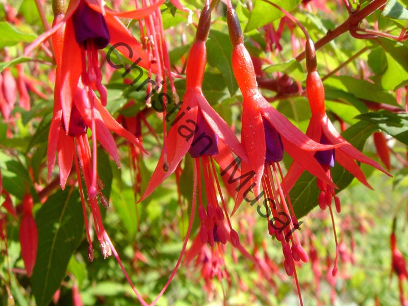fuchsia 001