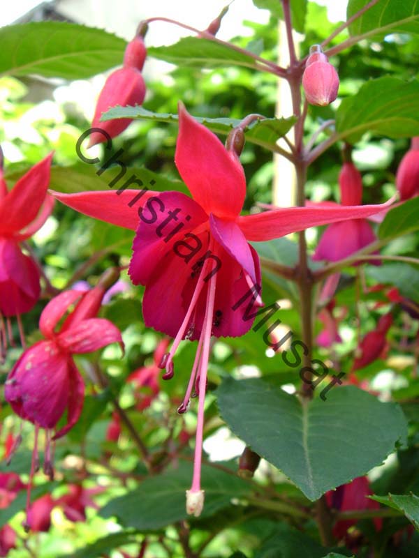 fuchsia 002