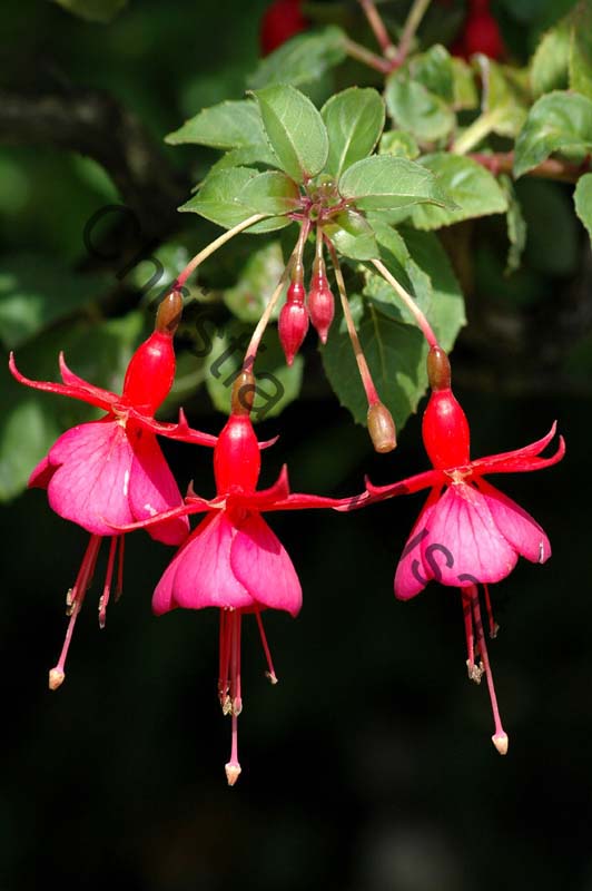 fuchsia 003