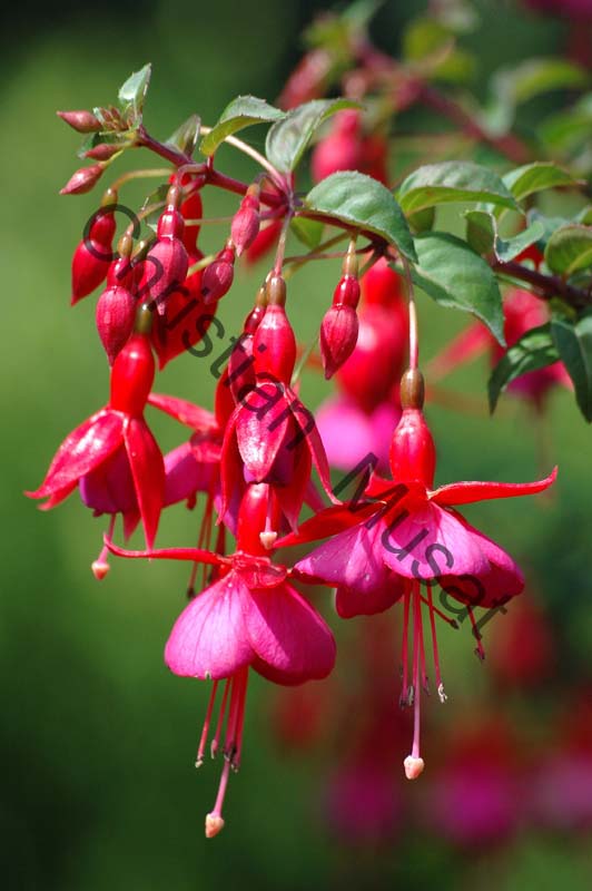 fuchsia 005