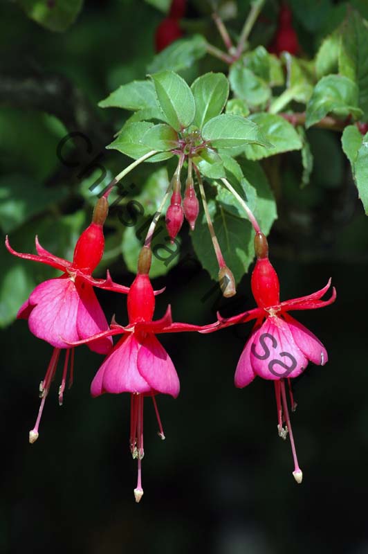 fuchsia 006