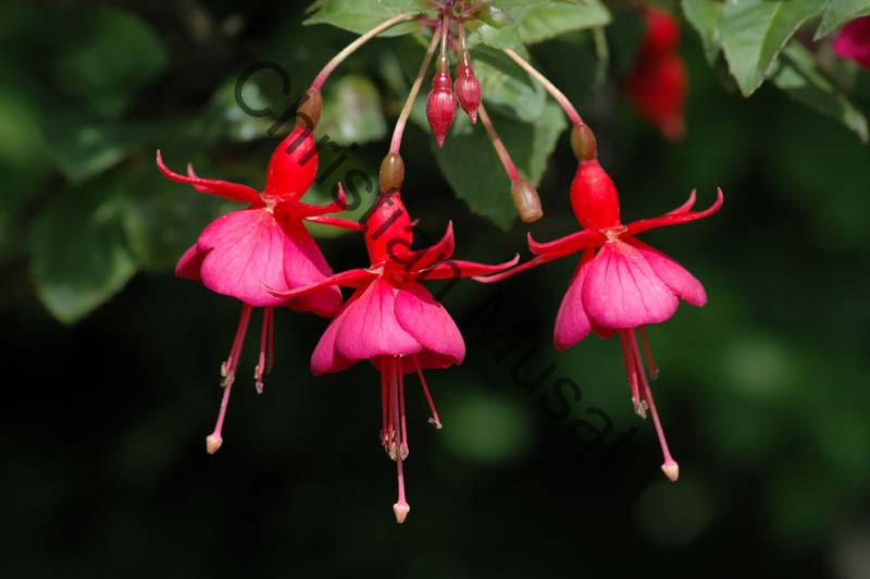 fuchsia 007