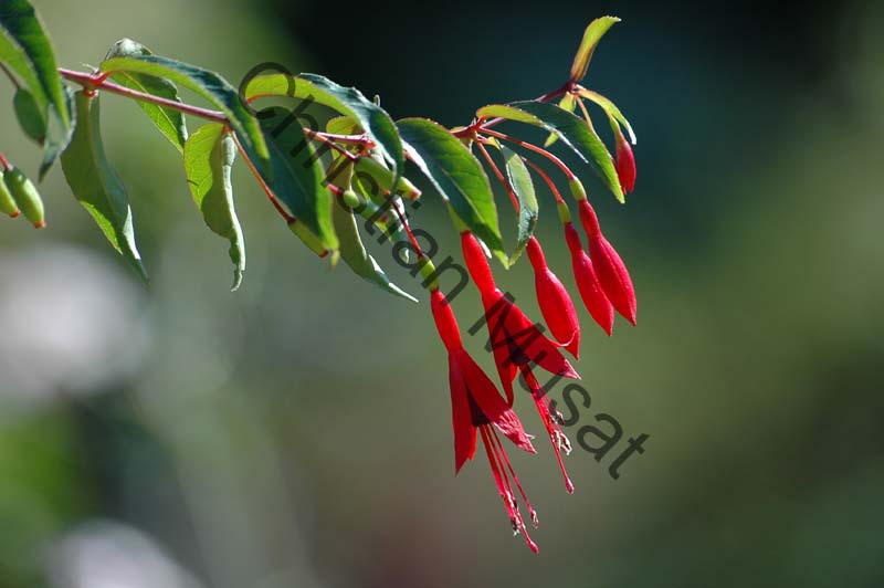 fuchsia 008