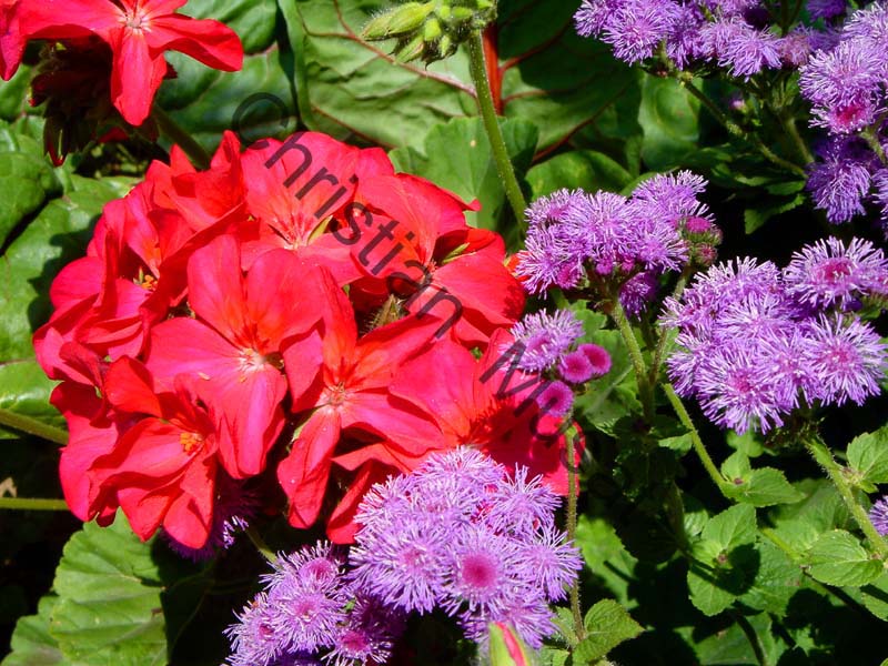 geranium 003