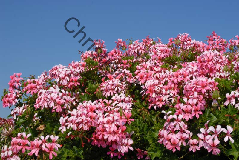 geranium 007