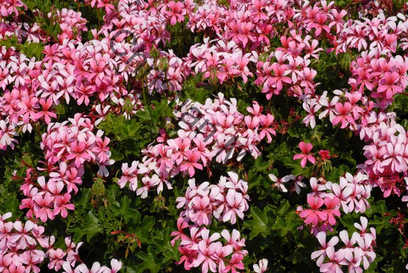geranium 008
