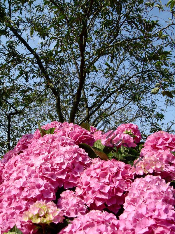 hortensia 002