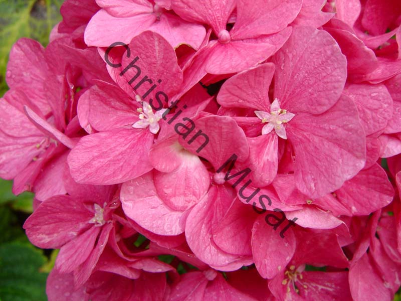 hortensia 006