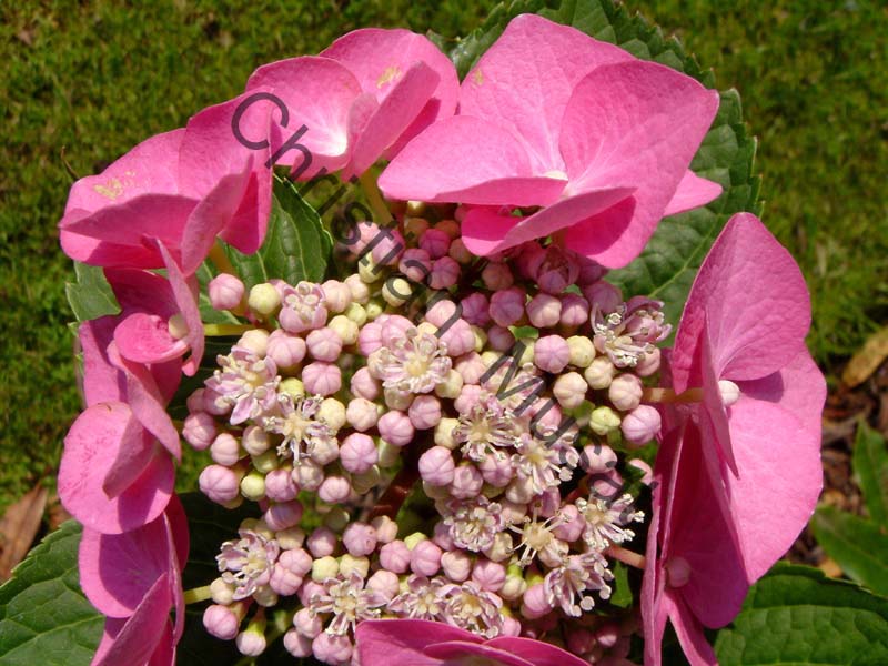 hortensia 009