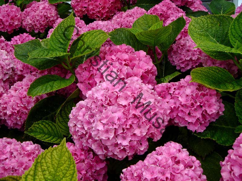 hortensia 010