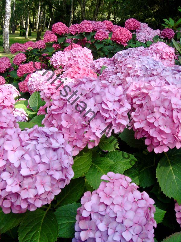 hortensia 011
