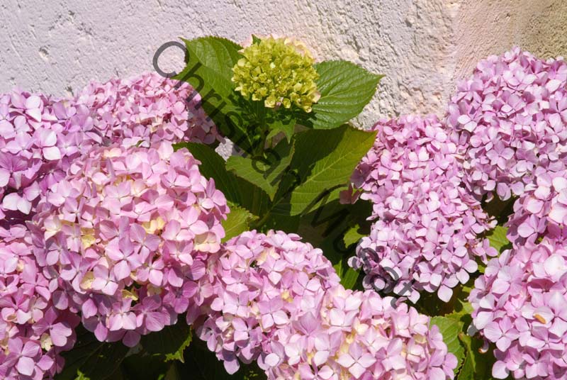 hortensia 015