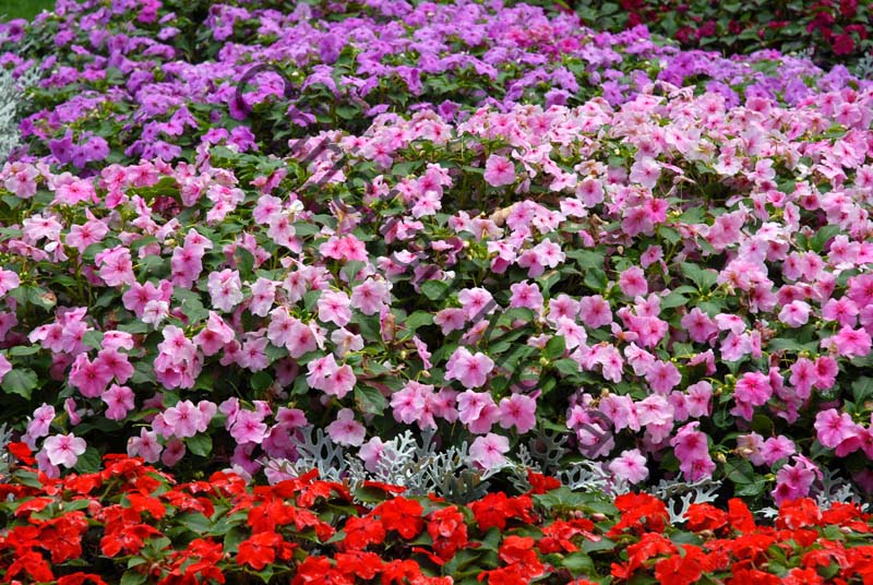 impatiens 001