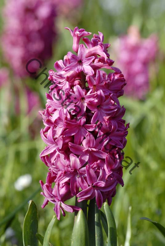 jacinthe 002