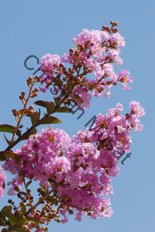 lagerstroemia indica 001