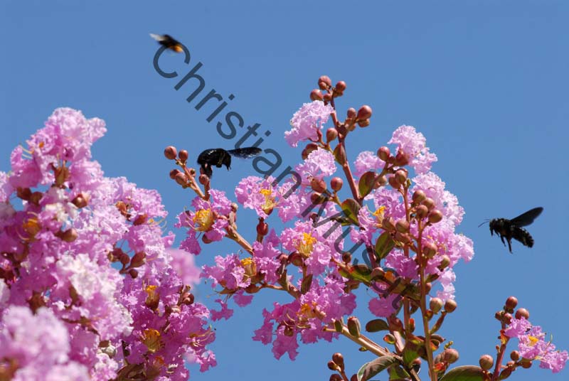 lagerstroemia indica 002