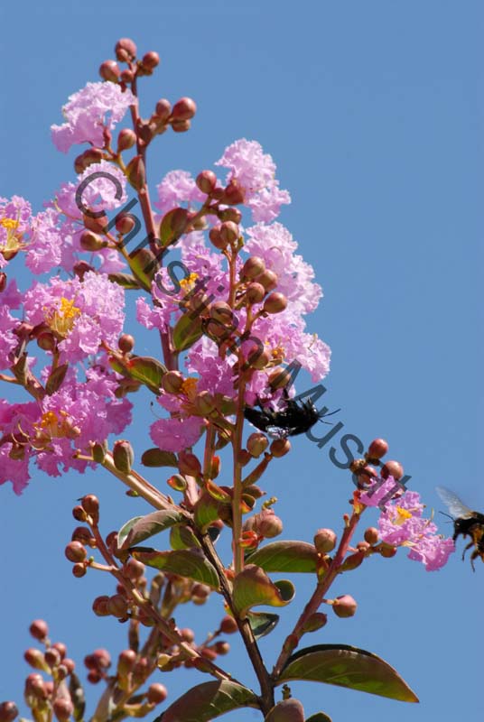 lagerstroemia indica 003