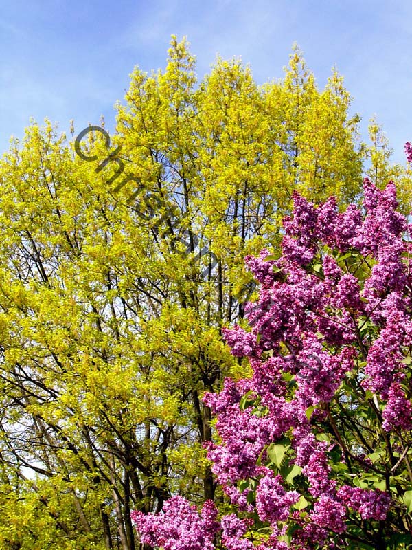 lilas 001