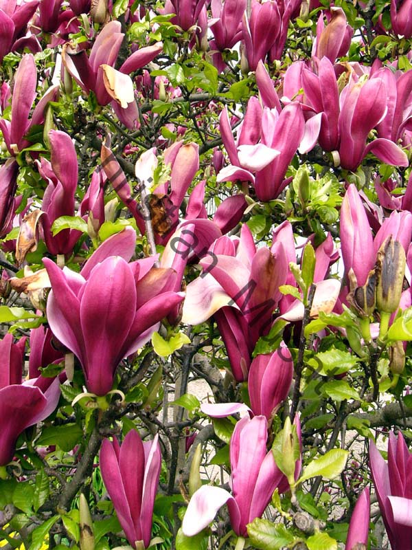 magnolia 002