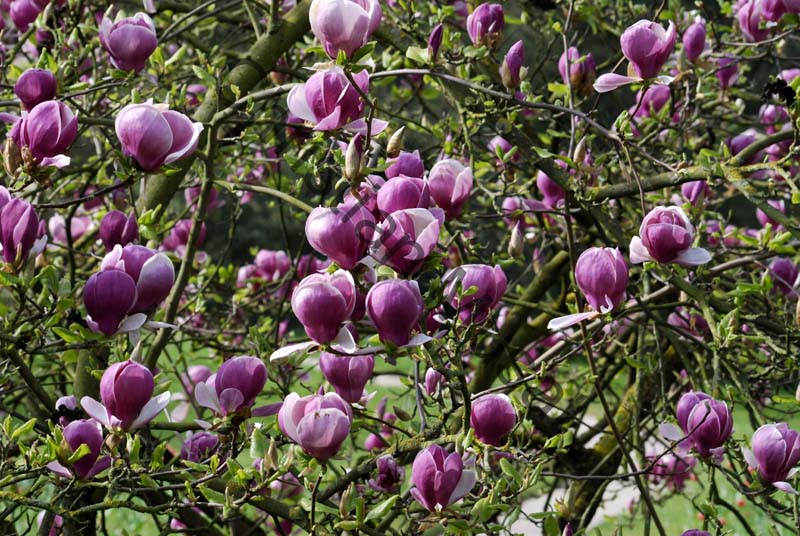 magnolia 005