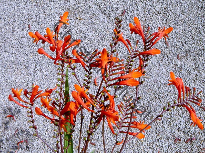 montbretia 001