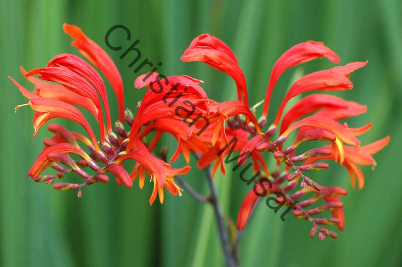 montbretia 005